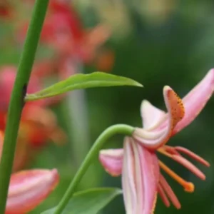 Pink lily flower with green stem.