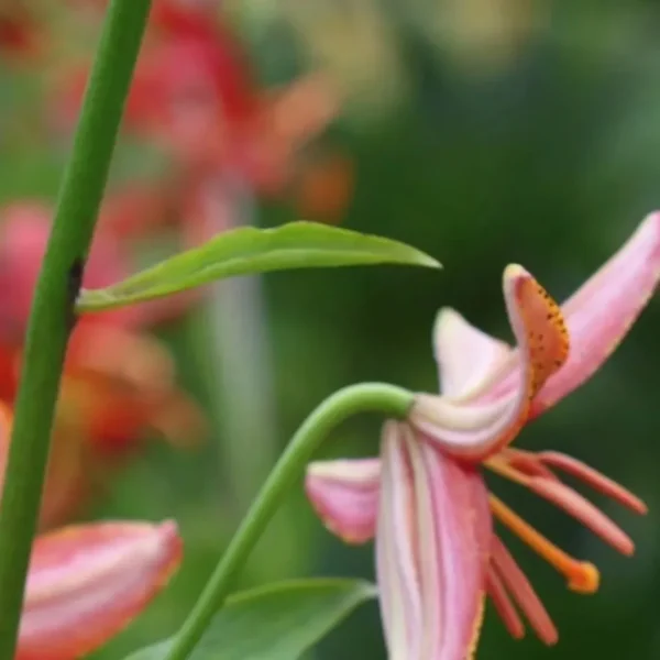 Pink lily flower with green stem.