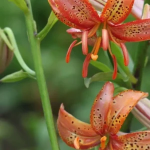 Orange lilies with green foliage background.