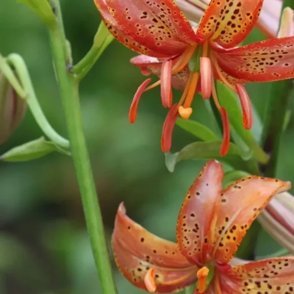 Orange lilies with green foliage background.
