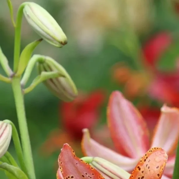 Close-up of spotted orange lily and buds