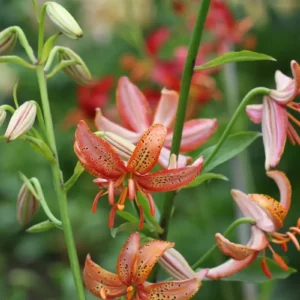 Orange and pink lilies with green background.