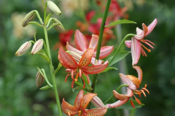 Orange and pink lilies with green background.