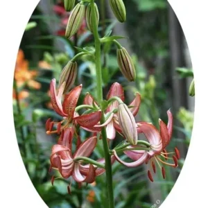 Pink Taurade lily plant with blooms.