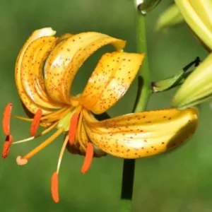 Yellow lily flower with orange stamens.