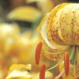Close-up of a yellow lily flower stamen.