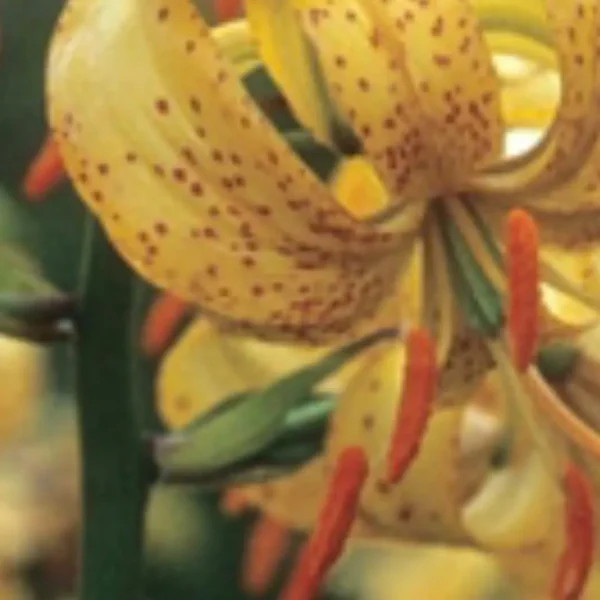 Yellow lily with orange stamens and spots.