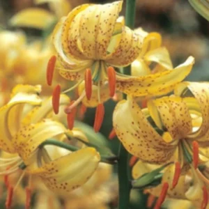 Yellow speckled lilies with orange stamens.