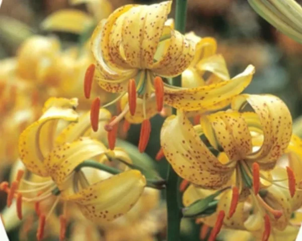 Yellow speckled lilies with orange stamens.