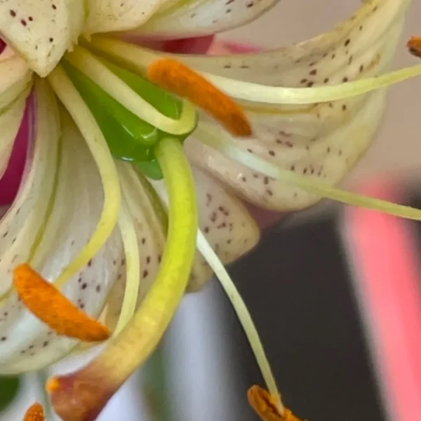Close-up speckled lily stamens with orange anthers