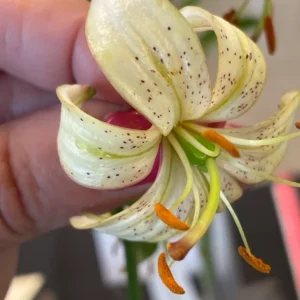 Hand holding a spotted white lily flower.