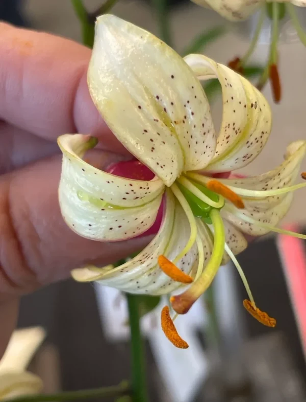 Hand holding a spotted white lily flower.