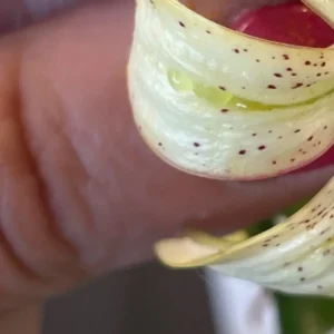 Close-up of a hand holding flower.