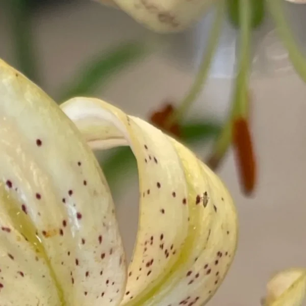 Close-up of a speckled lily flower.