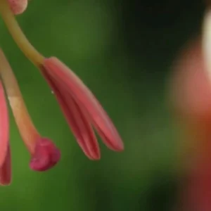 Close-up of red flower petals and stem.
