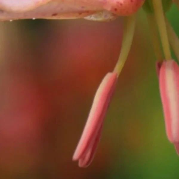 Pink lily flower with blurred background.