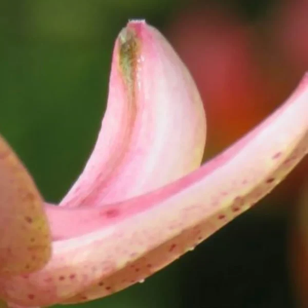 Close-up of pink spotted flower petal