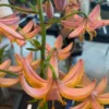Pink and orange lilies blooming indoors.