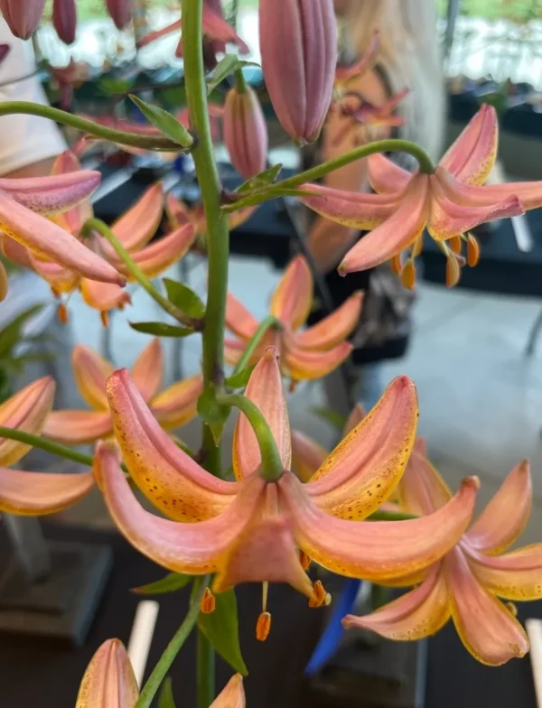 Pink and orange lilies blooming indoors.