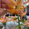 Close-up of a hand holding orange flower.