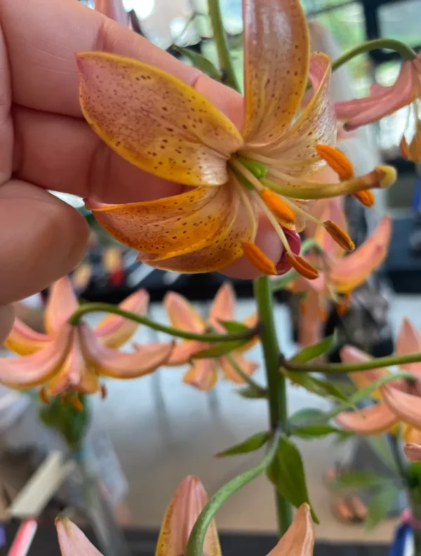 Close-up of a hand holding orange flower.