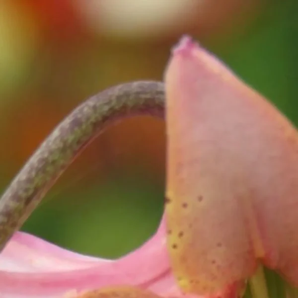 Close-up of a pink and orange flower.