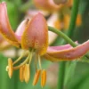 Pink lily flower with orange stamens.