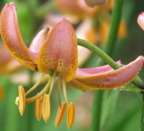 Pink lily flower with orange stamens.