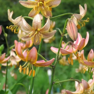 Pink and yellow flowers with green leaves.