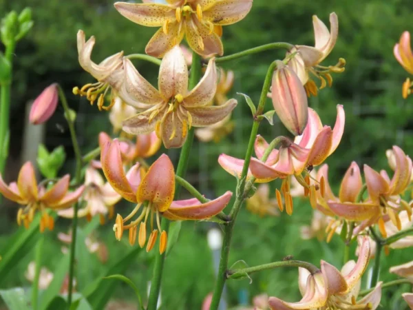 Pink and yellow flowers with green leaves.
