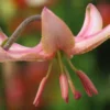 Recurved pink lily close-up showing dangling stamens