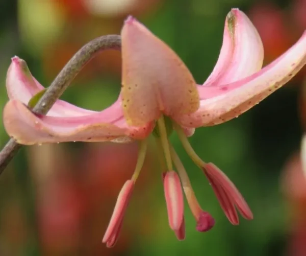 Recurved pink lily close-up showing dangling stamens