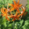 Orange lilies with green leaves background.