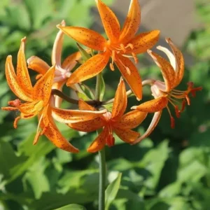 Orange lilies with green leaves background.
