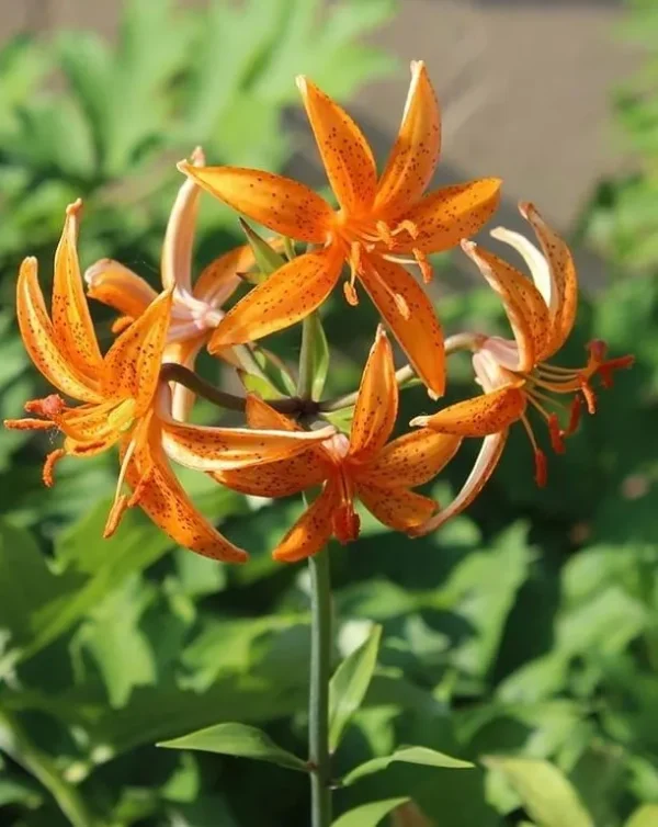 Orange lilies with green leaves background.