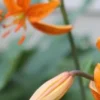 Orange flowers with green blurred background.