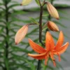 Orange lily with buds and green leaves.