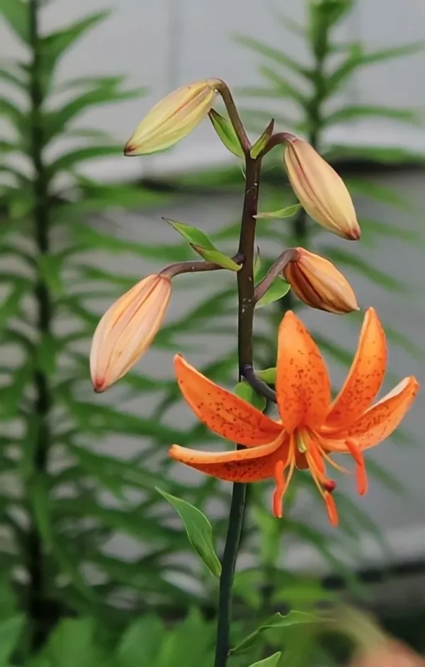 Orange lily with buds and green leaves.