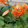 Orange lilies with green leaves in background.