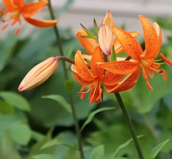 Orange lilies with green leaves in background.