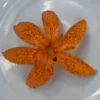Orange lily with heart-shaped marking.