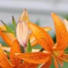 Orange lilies with speckled petals.
