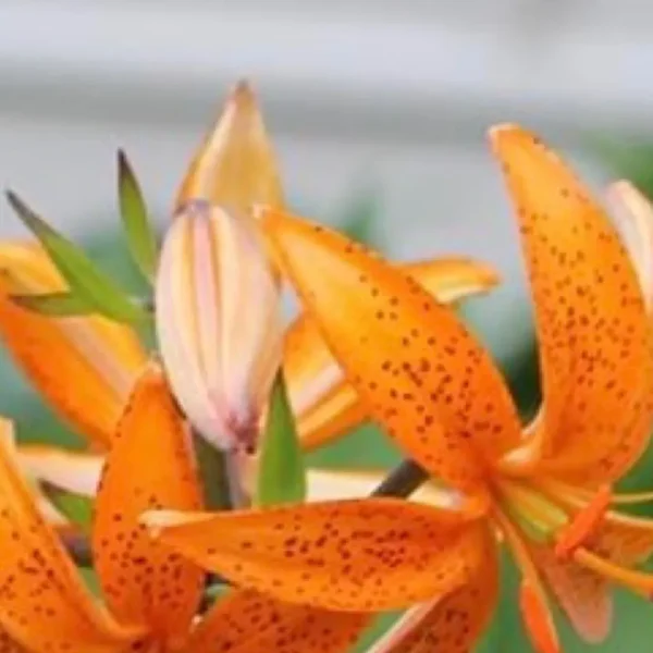 Orange lilies with speckled petals.