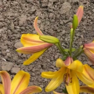 Yellow and pink lilies in garden soil.