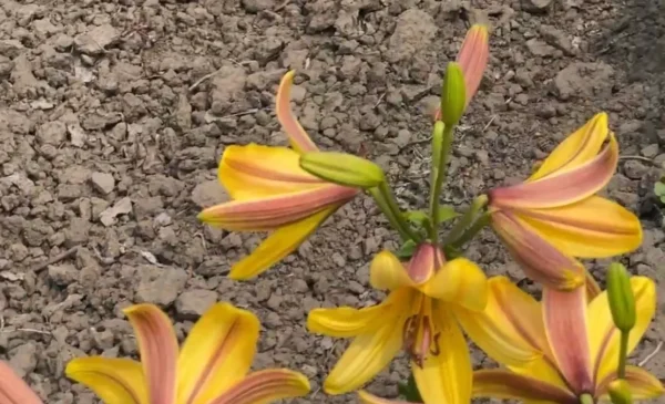 Yellow and pink lilies in garden soil.