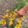 Hand pointing at blooming yellow lilies.