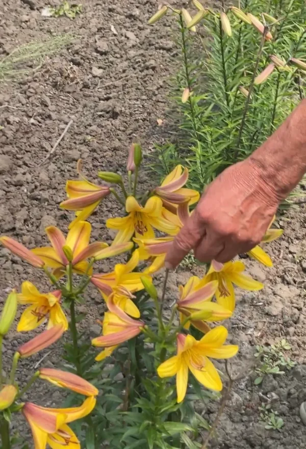 Hand pointing at blooming yellow lilies.