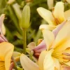 Pale yellow lilies with pink-tinged buds