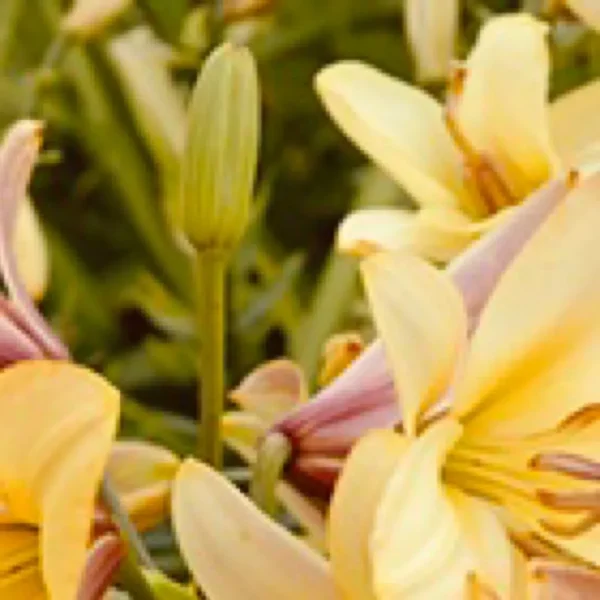 Pale yellow lilies with pink-tinged buds