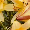 Close-up yellow lilies with visible stamens